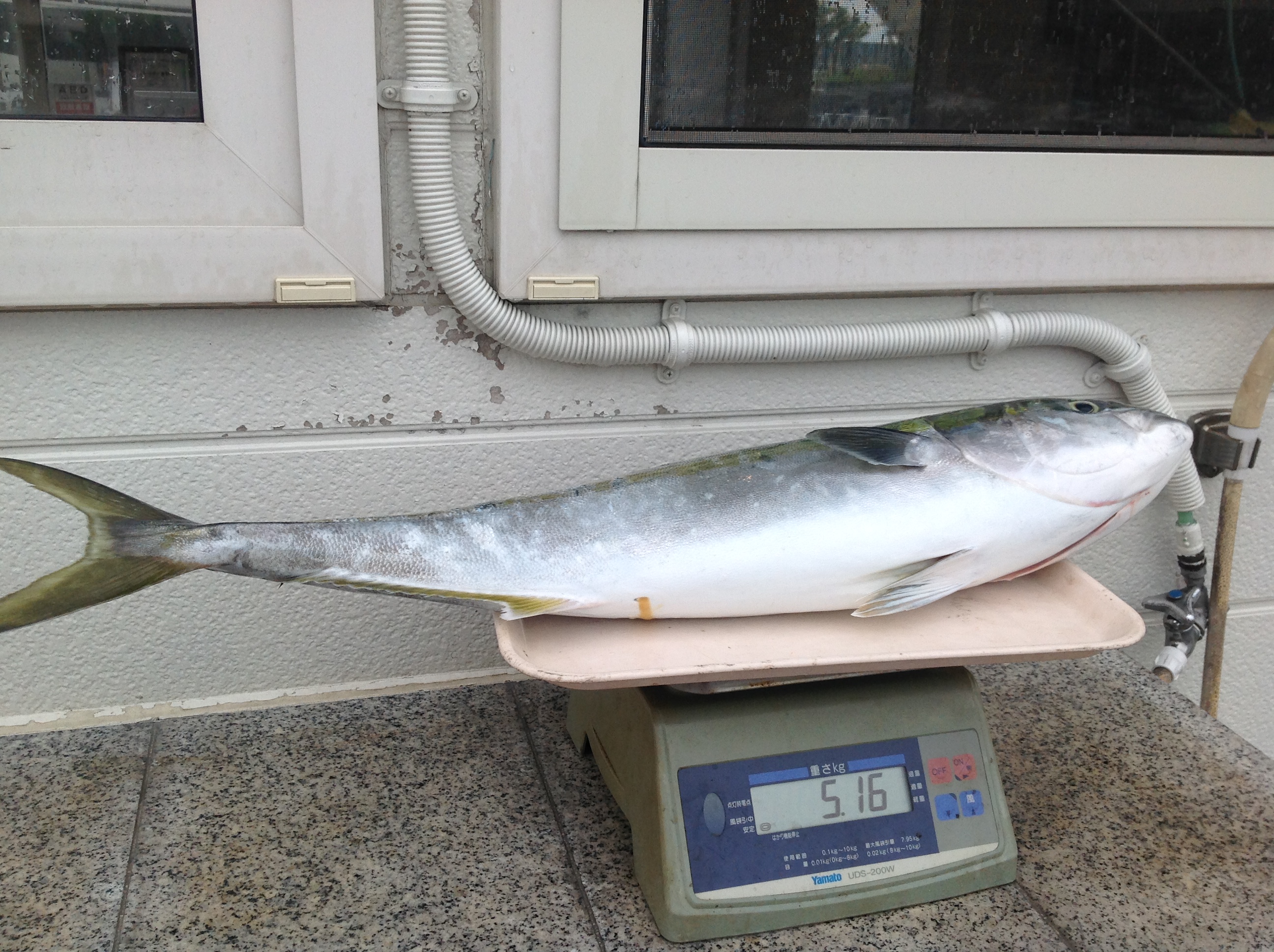 小樽の海を楽しむ 釣果情報 釣り情報 小樽港マリーナ