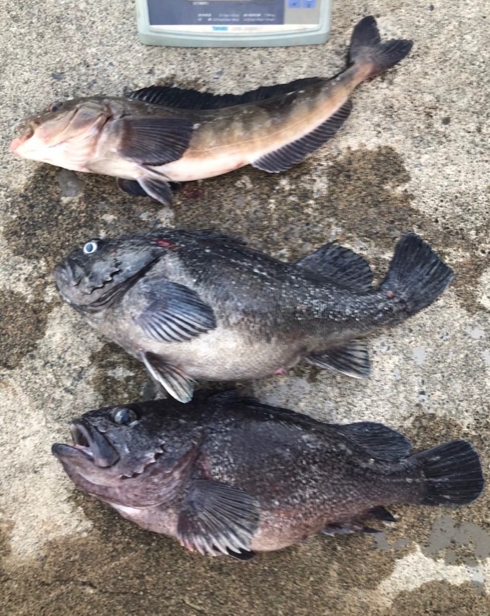 小樽の海を楽しむ ホッケ部門 釣り情報 小樽港マリーナ