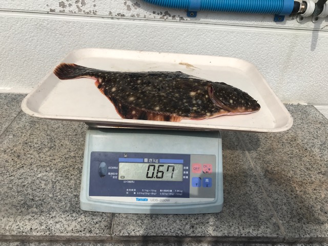 魚種:カワガレイ 重量:0.67kg