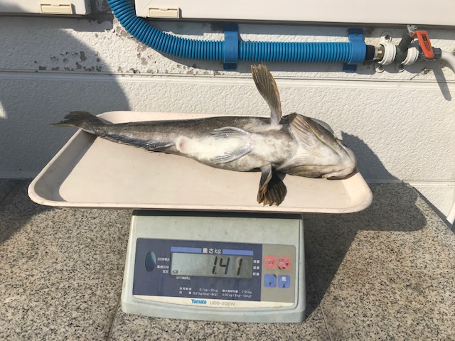魚種:アブラコ 重量:1.41kg