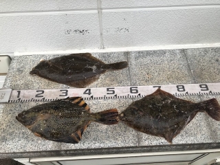 魚種:カワガレイ 重量:0.85kg