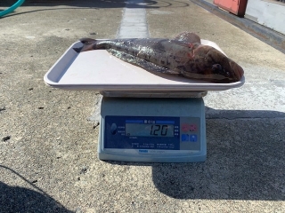 魚種:ホッケ 重量:1.2kg