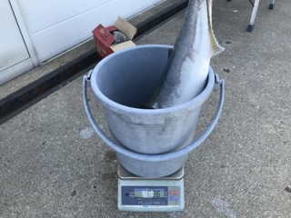 魚種:ブリ 重量:6.36kg