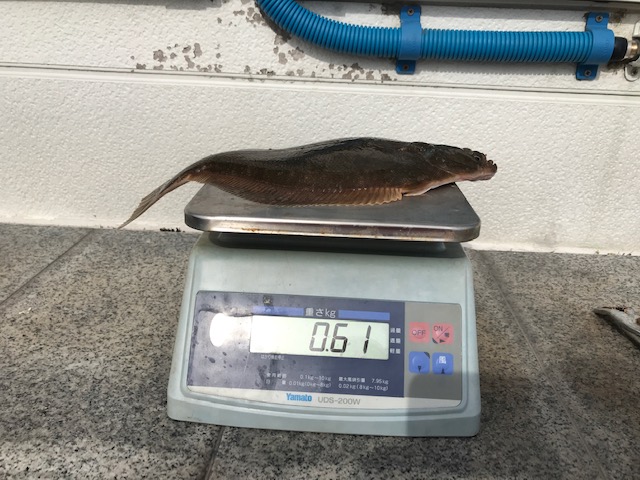 魚種:カレイ 重量:0.61kg