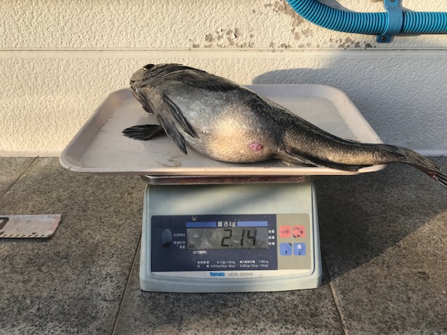 魚種:クロゾイ 重量:2.14kg