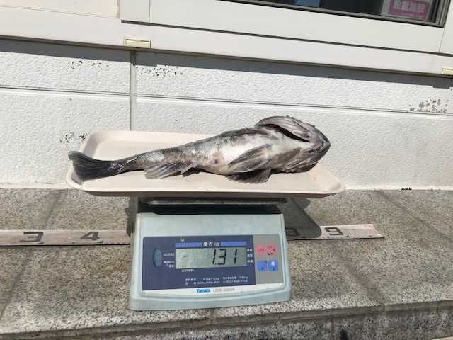 魚種:アブラコ 重量:1.31kg