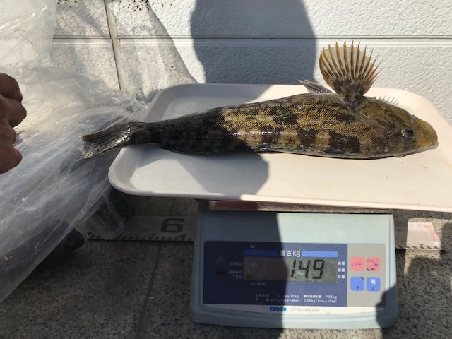 魚種:アブラコ 重量:1.49kg