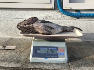 魚種:クロゾイ 重量:2.7kg