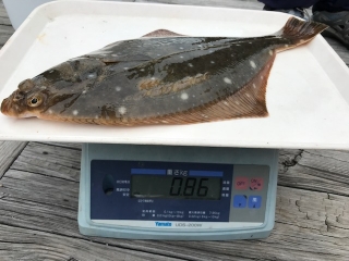魚種:カレイ 重量:0.86kg