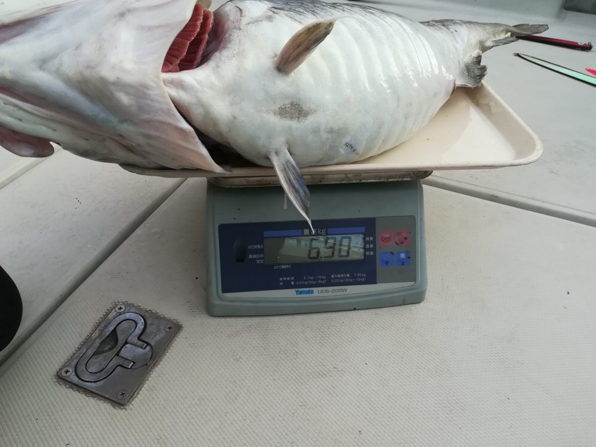 魚種:タラ 重量:6.90kg