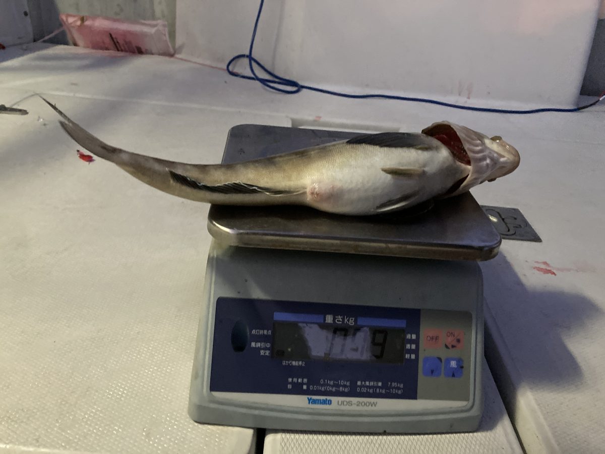 魚種:ホッケ 重量:0.79kg