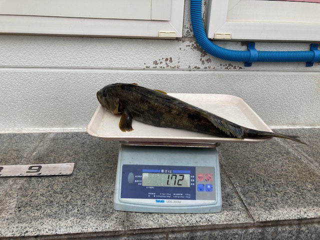 魚種:アブラコ 重量:1.72kg