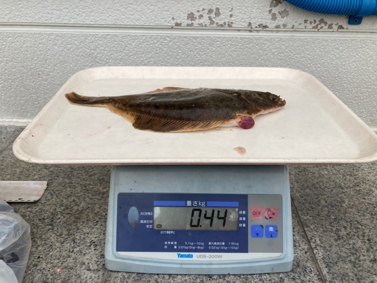 魚種:カレイ 重量:0.44kg