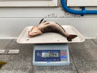 魚種:ホッケ 重量:0.94kg
