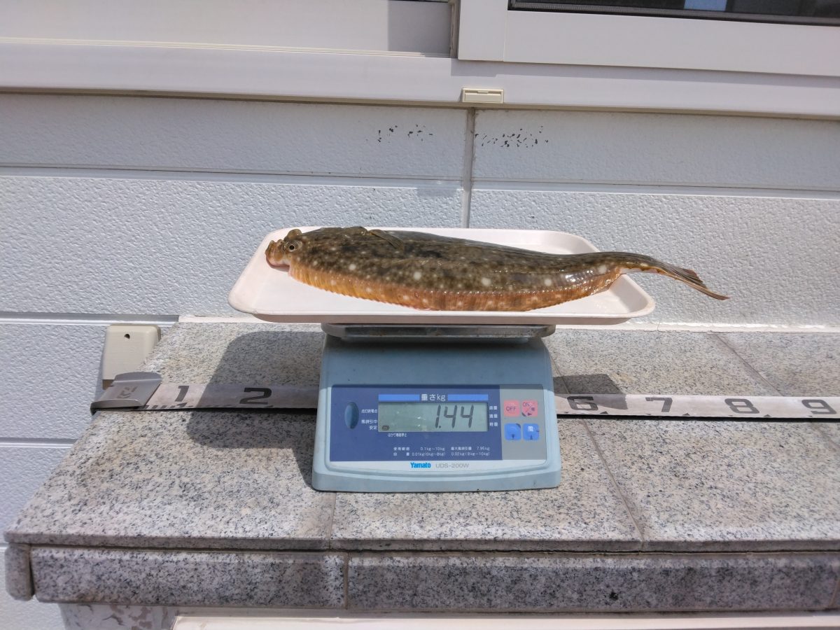 魚種:カレイ 重量:1.44kg