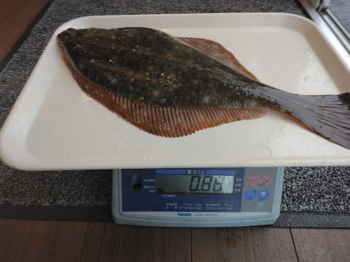 魚種:カレイ 重量:0.88kg