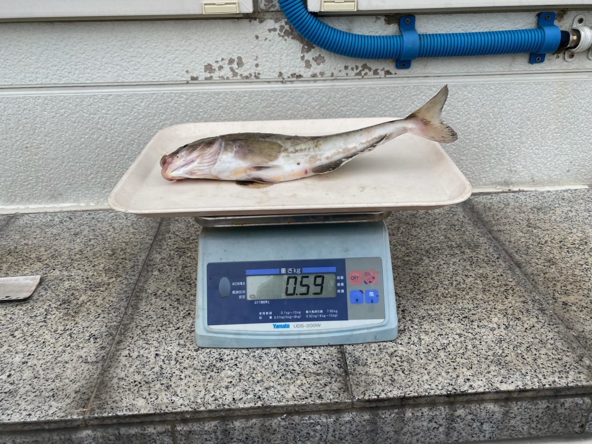 魚種:ホッケ　 重量:0.59kg