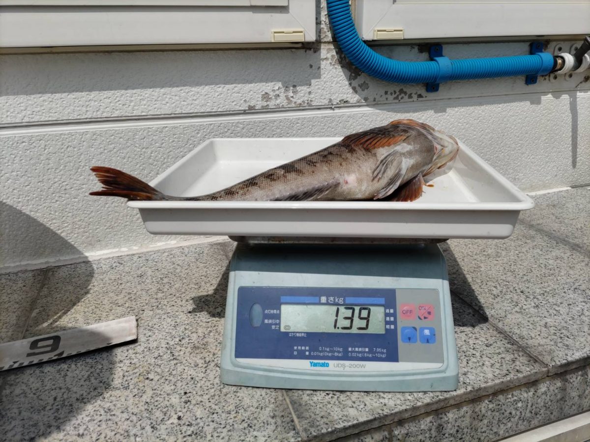 魚種:アブラコ 重量:1.39kg