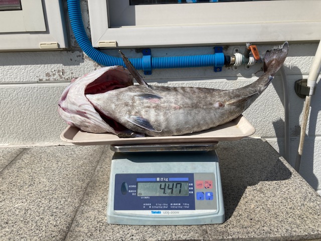 魚種:タラ 重量:4.47kg