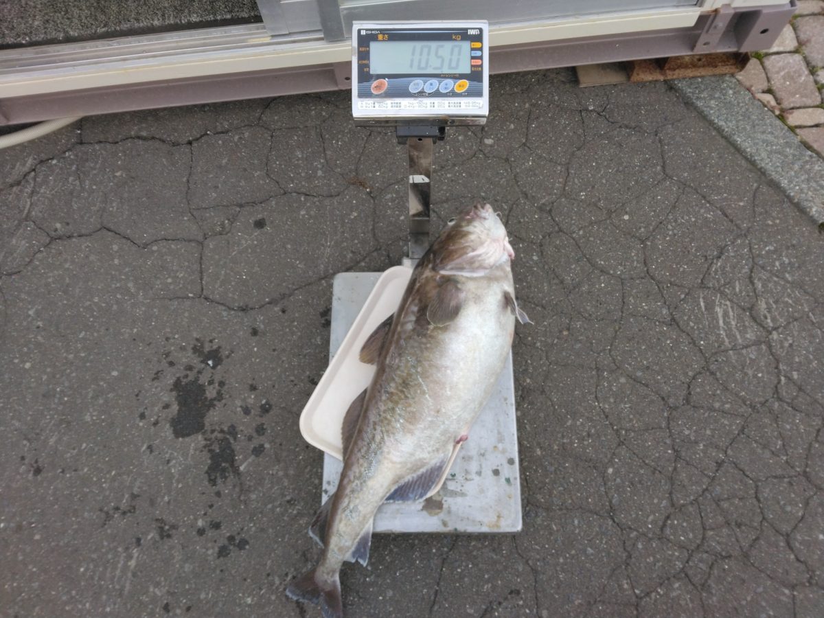 魚種:タラ 重量:10.5kg