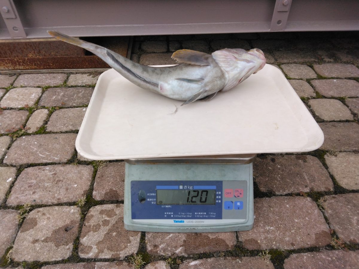魚種:アブラコ 重量:1.2kg
