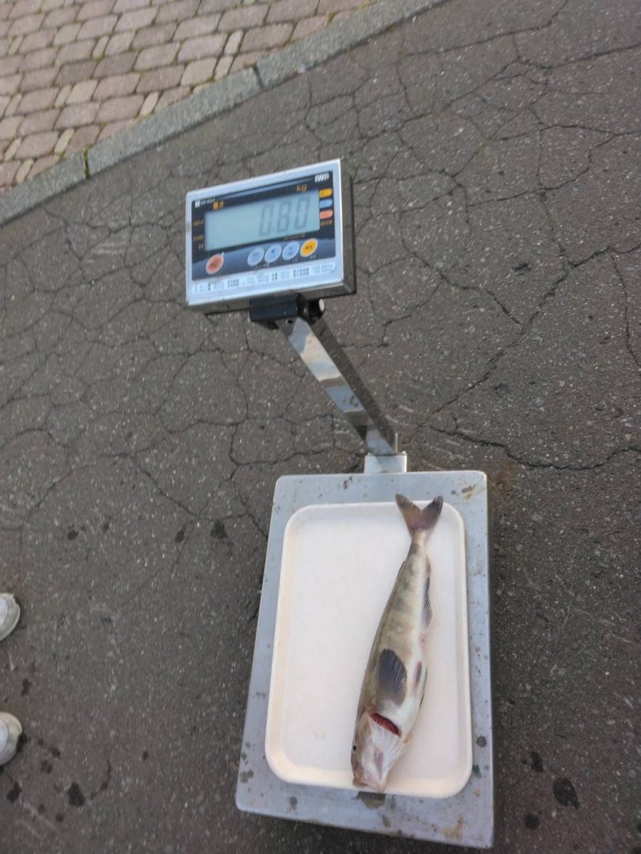 魚種:ホッケ 重量:0.8kg