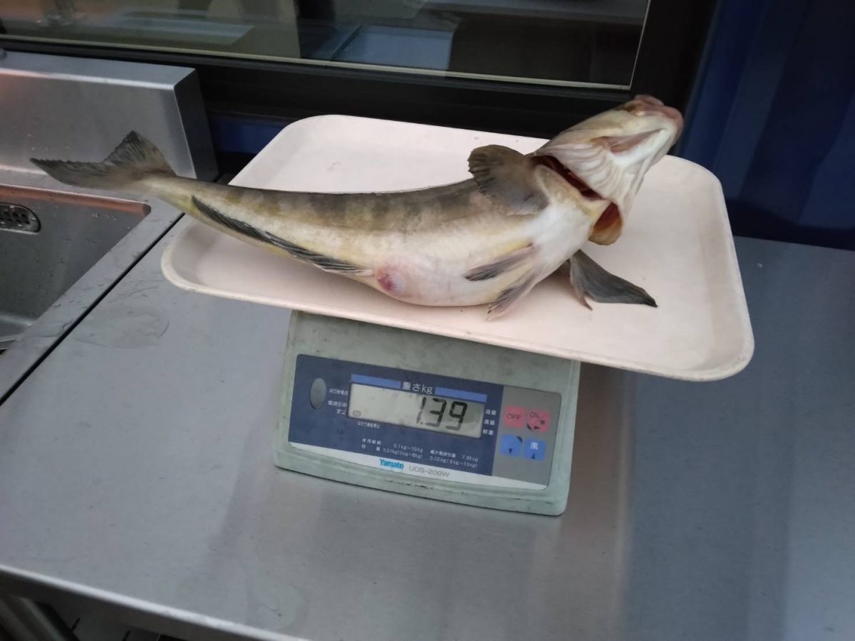 魚種:ホッケ　 重量:1.39kg
