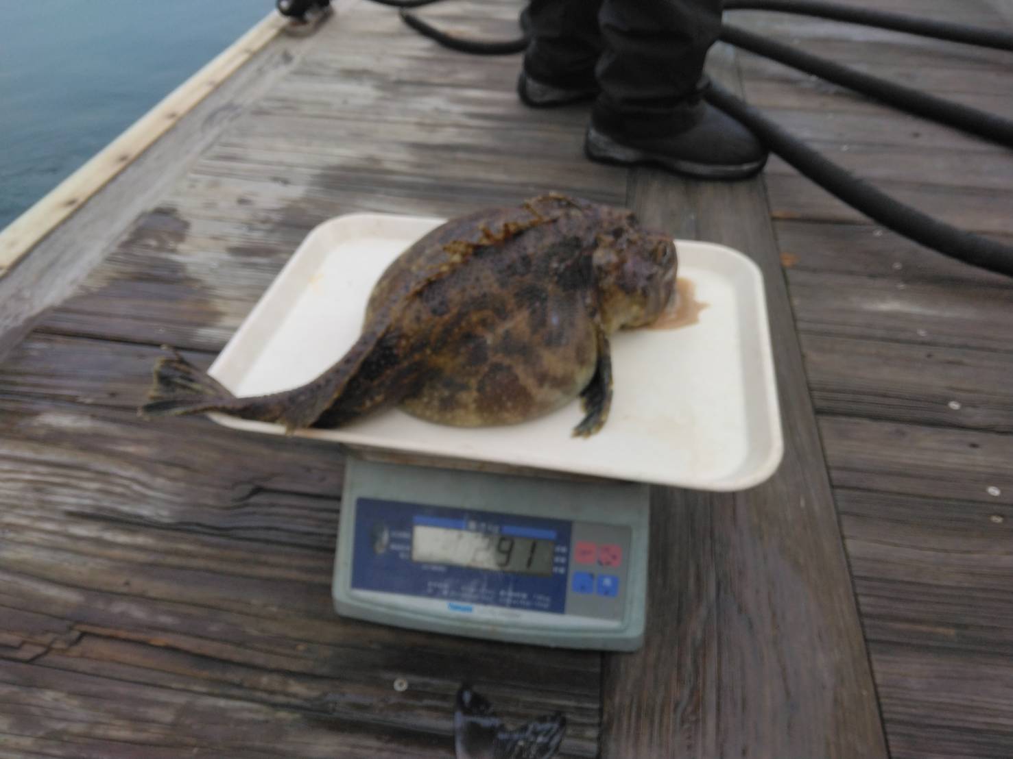 魚種:カジカ 重量:2.91kg