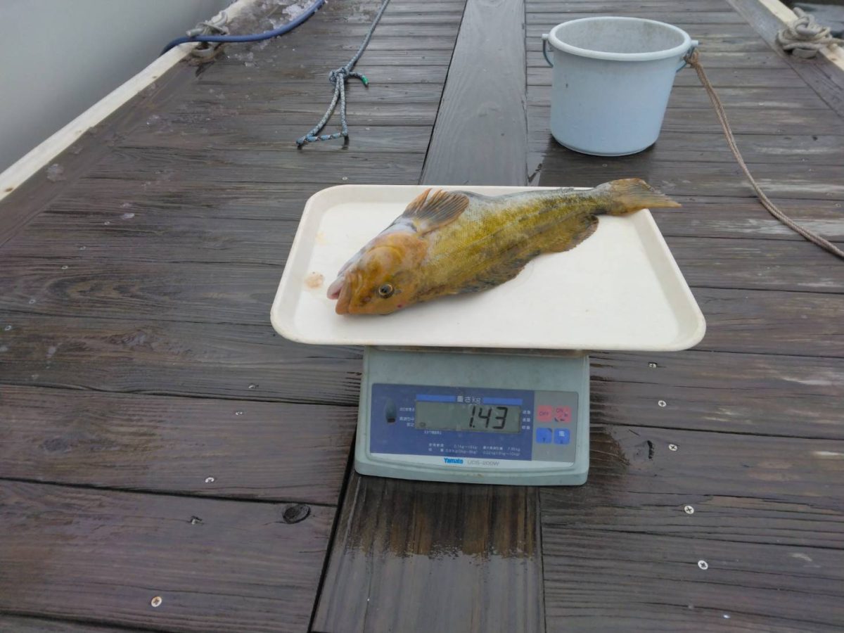 魚種:アブラコ 重量:1.43kg