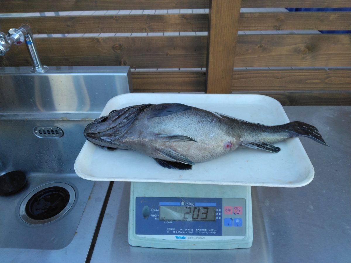 魚種:ソイ 重量:2.03kg