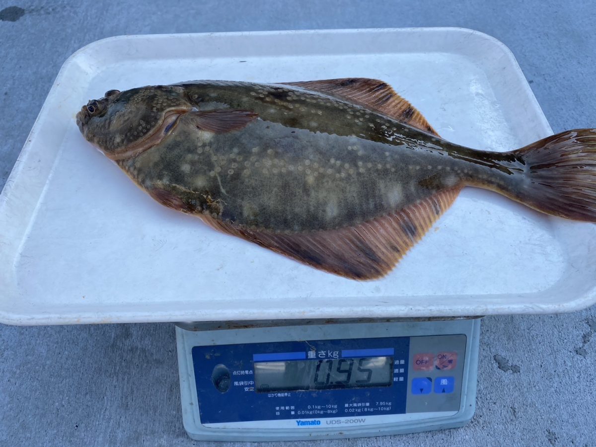 魚種:カレイ(オショロガレイ） 重量:0.95kg