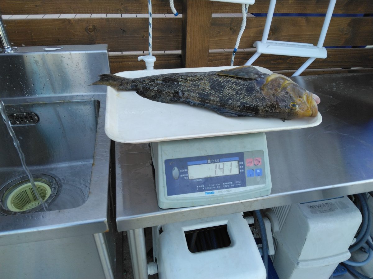 魚種:アブラコ 重量:1.41kg