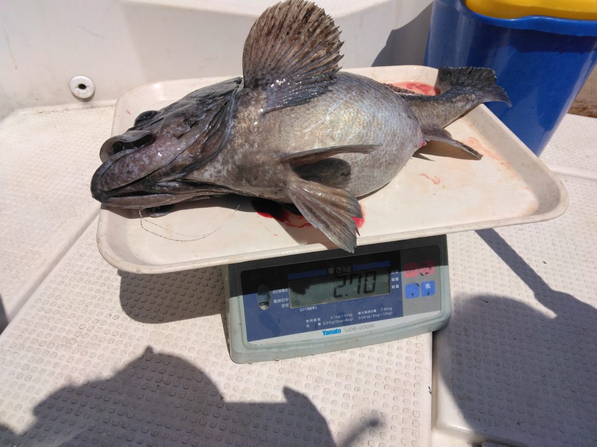 魚種:ソイ 重量:2.70kg