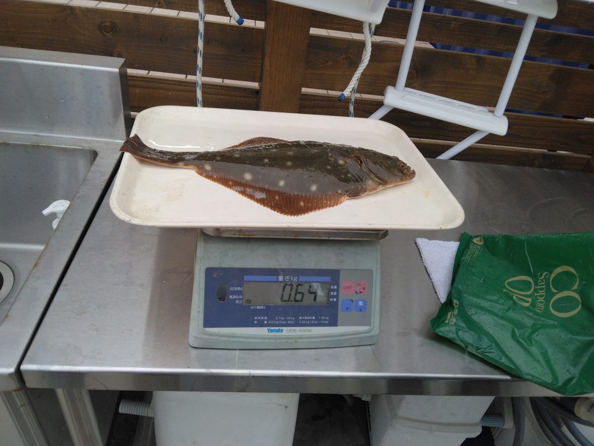 魚種:カレイ 重量:0.65kg