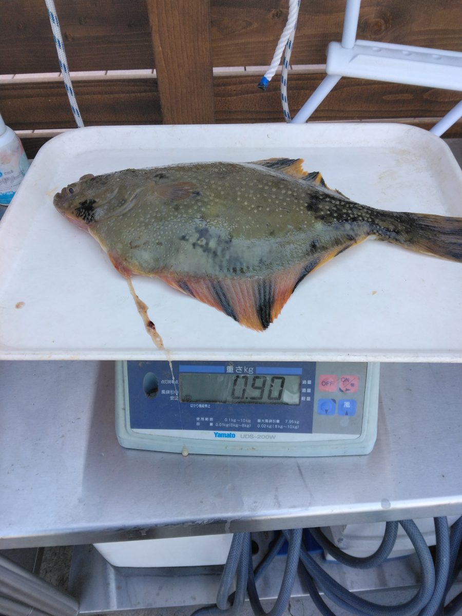 魚種:カレイ 重量:0.9kg