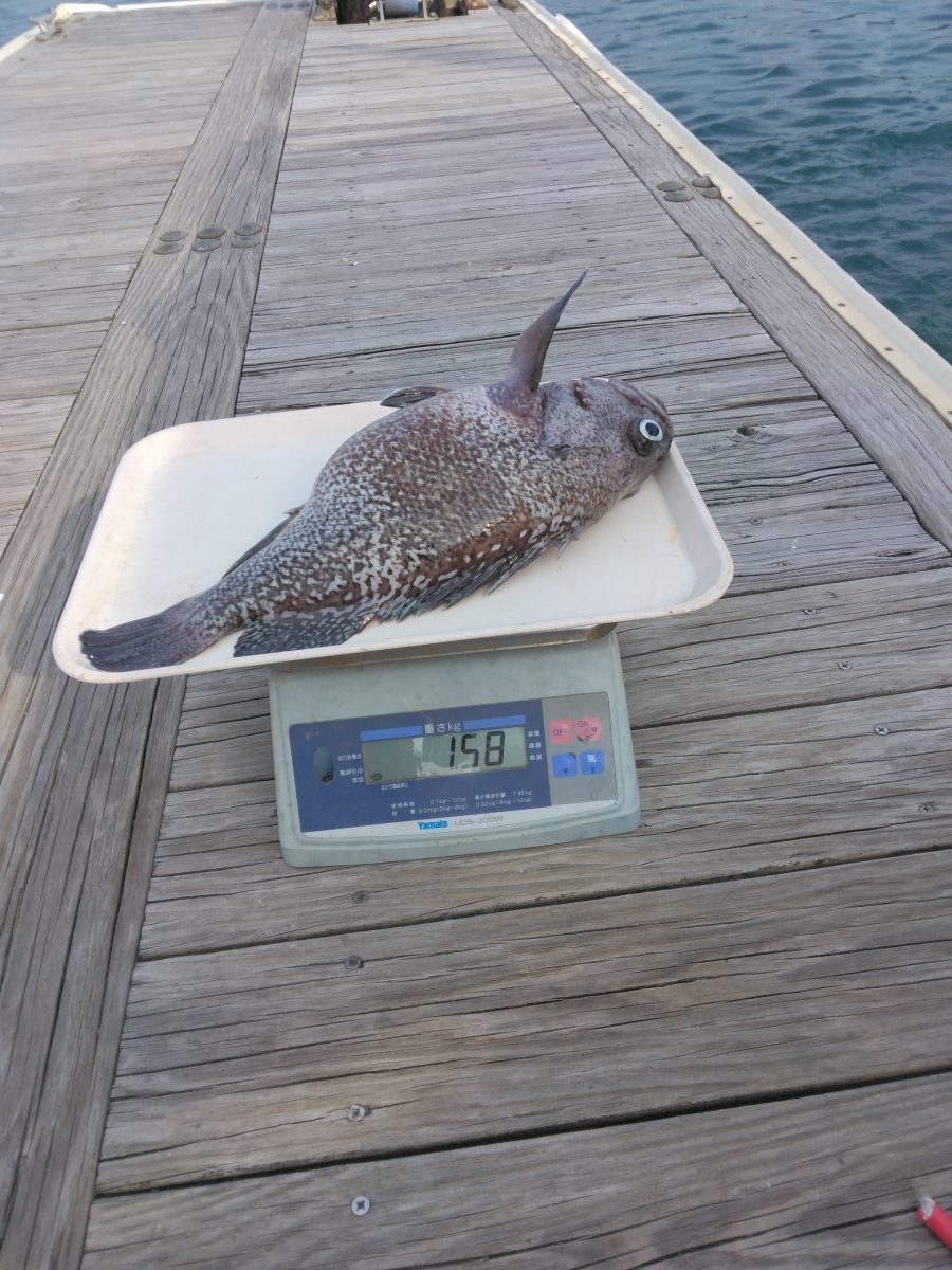 魚種:ソイ 重量:1.58kg