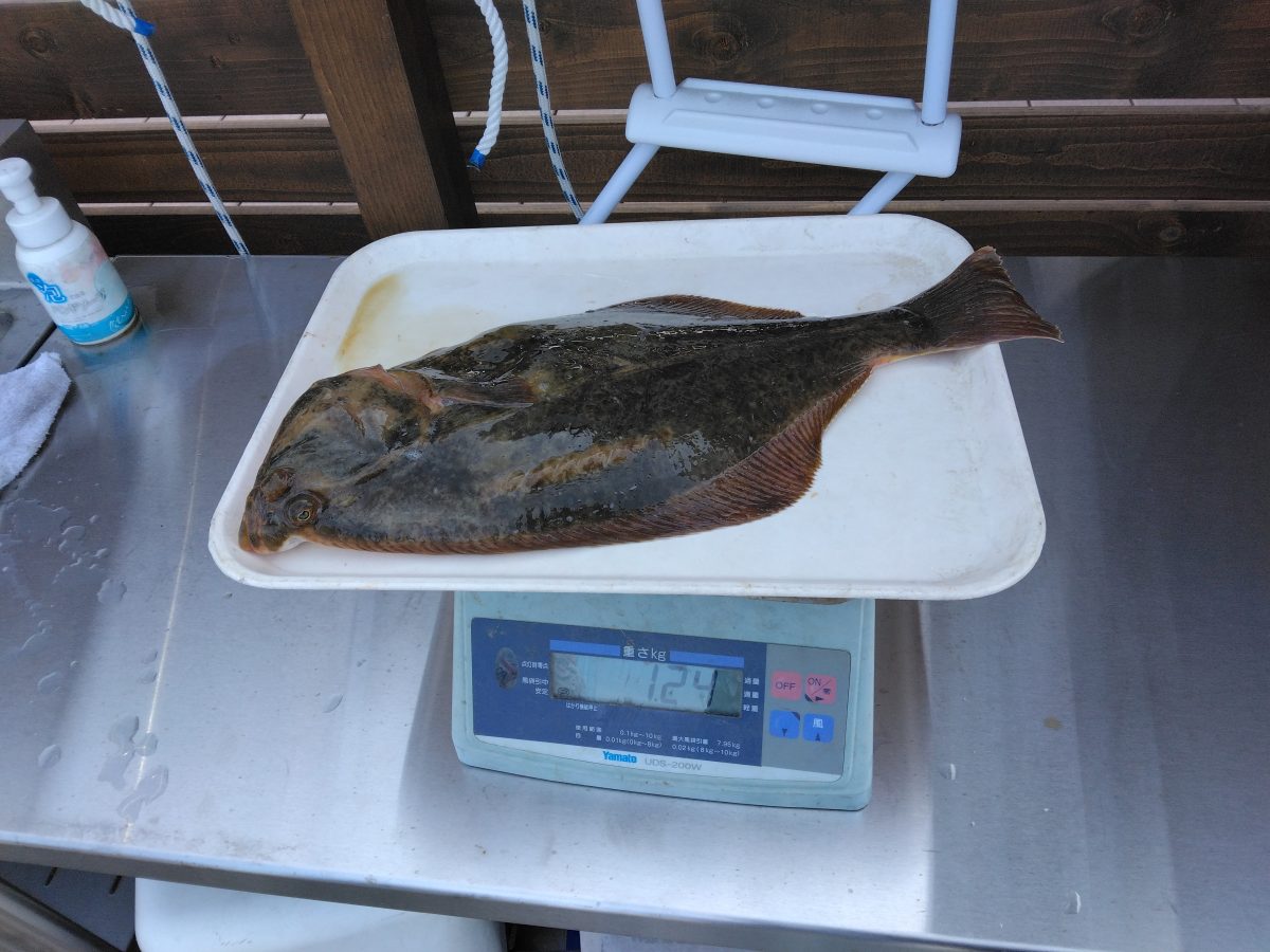 魚種:イシモチカレイ 重量:1.24kg