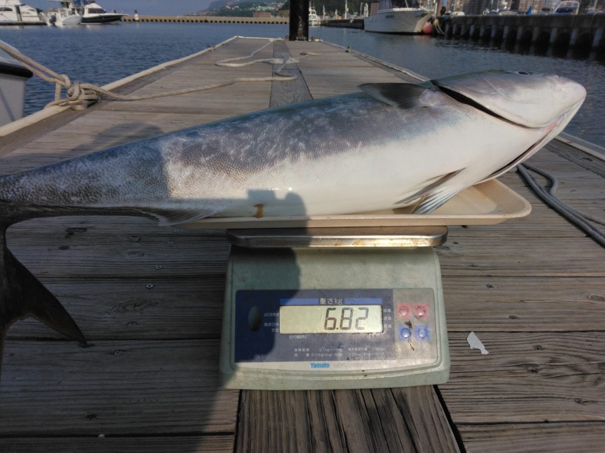 魚種:ブリ 重量:6.82kg