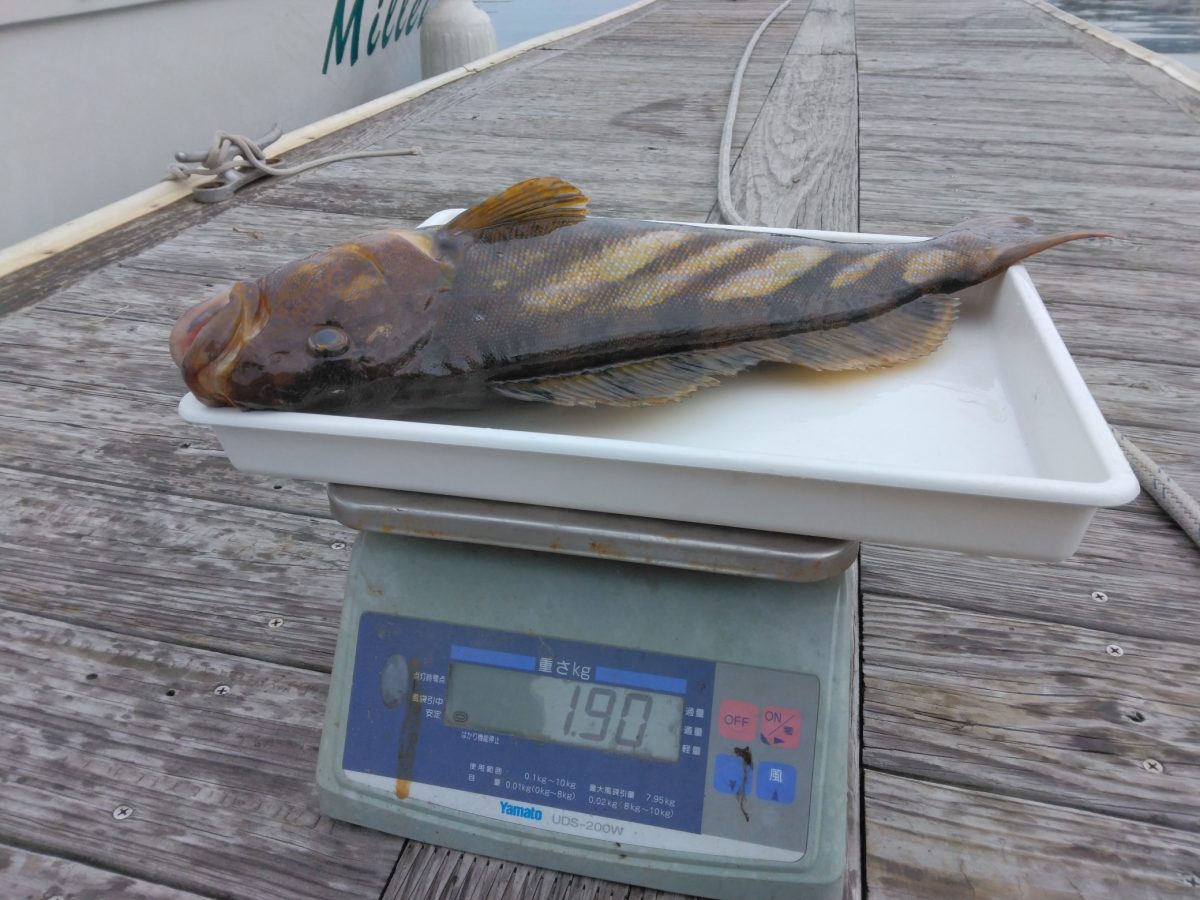 魚種:アブラコ 重量:1.9kg