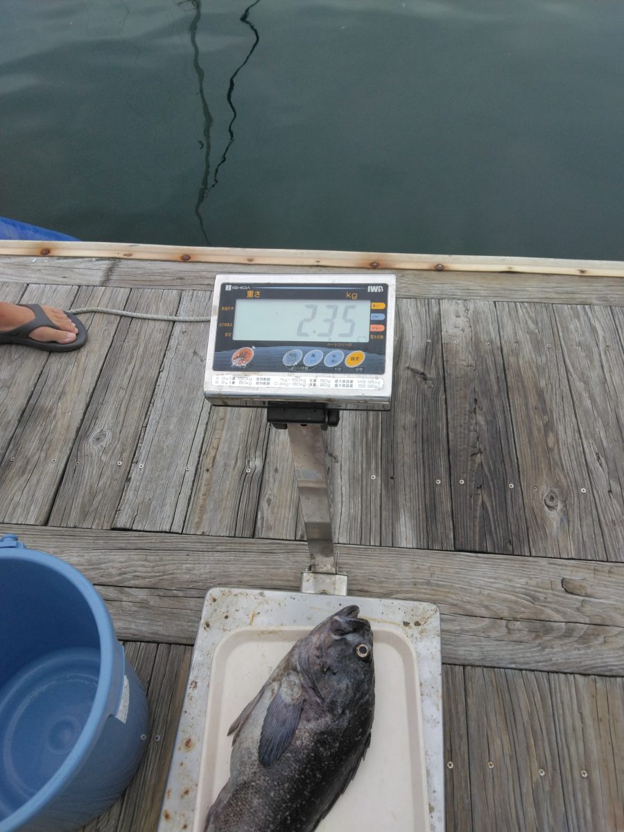 魚種:ソイ 重量:2.35kg