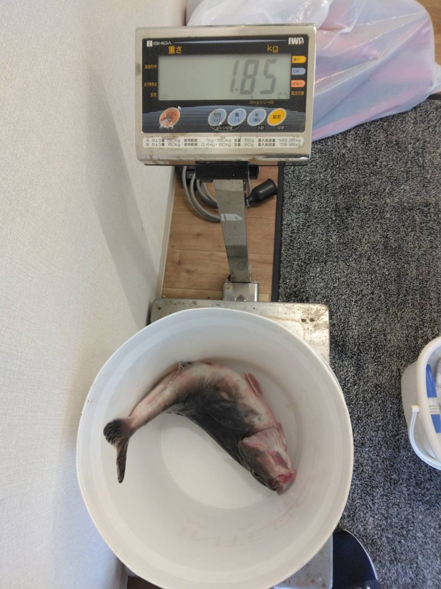 魚種:ホッケ　 重量:1.85kg