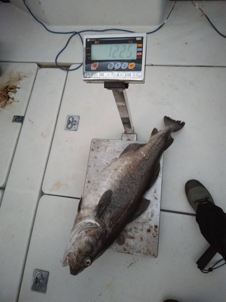 魚種:タラ 重量:12.25kg