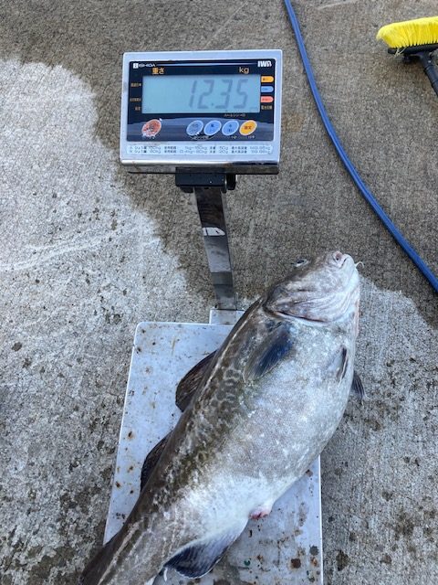 魚種:タラ 重量:12.35kg